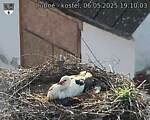 Capi_Dubne_20250506_191003.jpg