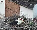 Capi_Dubne_20250506_203003.jpg