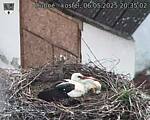 Capi_Dubne_20250506_203502.jpg