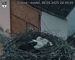 Capi_Dubne_20250506_204502.jpg