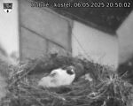 Capi_Dubne_20250506_205002.jpg