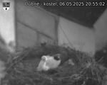 Capi_Dubne_20250506_205502.jpg