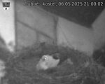 Capi_Dubne_20250506_210002.jpg