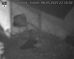 Capi_Dubne_20250506_221002.jpg