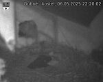 Capi_Dubne_20250506_222002.jpg