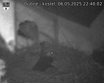 Capi_Dubne_20250506_224002.jpg