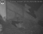 Capi_Dubne_20250507_005003.jpg