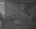 Capi_Dubne_20250507_010503.jpg