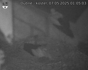Capi_Dubne_20250507_010503.jpg (1350 x 1080)