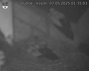 Capi_Dubne_20250507_013503.jpg (1350 x 1080)