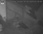 Capi_Dubne_20250507_015002.jpg