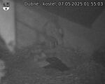 Capi_Dubne_20250507_015503.jpg