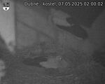 Capi_Dubne_20250507_020002.jpg