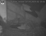 Capi_Dubne_20250507_021502.jpg