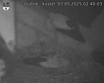 Capi_Dubne_20250507_024003.jpg