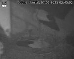 Capi_Dubne_20250507_024502.jpg