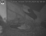 Capi_Dubne_20250507_025003.jpg