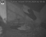 Capi_Dubne_20250507_025502.jpg