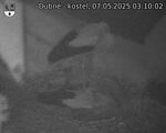 Capi_Dubne_20250507_031002.jpg