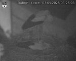 Capi_Dubne_20250507_032503.jpg