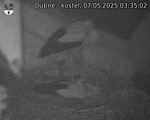 Capi_Dubne_20250507_033502.jpg