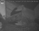 Capi_Dubne_20250507_040502.jpg
