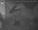 Capi_Dubne_20250507_041003.jpg