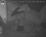 Capi_Dubne_20250507_042503.jpg