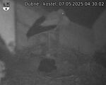 Capi_Dubne_20250507_043002.jpg