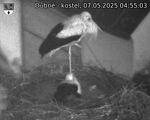 Capi_Dubne_20250507_045503.jpg