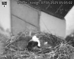 Capi_Dubne_20250507_050502.jpg