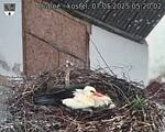 Capi_Dubne_20250507_052002.jpg