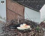 Capi_Dubne_20250507_053503.jpg