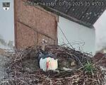 Capi_Dubne_20250507_054503.jpg