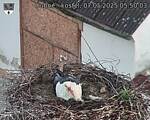 Capi_Dubne_20250507_055003.jpg