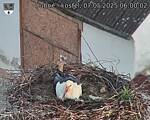Capi_Dubne_20250507_060002.jpg