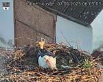 Capi_Dubne_20250507_060503.jpg