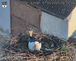 Capi_Dubne_20250507_061004.jpg