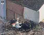 Capi_Dubne_20250507_062503.jpg