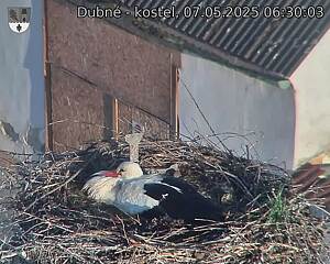 Capi_Dubne_20250507_063003.jpg (1350 x 1080)