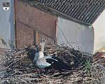 Capi_Dubne_20250507_063503.jpg