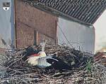 Capi_Dubne_20250507_064003.jpg