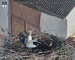 Capi_Dubne_20250507_064503.jpg