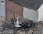 Capi_Dubne_20250507_065003.jpg
