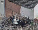 Capi_Dubne_20250507_065503.jpg