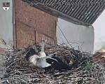 Capi_Dubne_20250507_070503.jpg