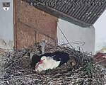 Capi_Dubne_20250507_073503.jpg