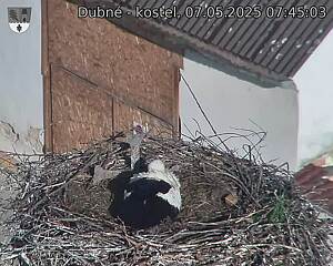 Capi_Dubne_20250507_074503.jpg (1350 x 1080)