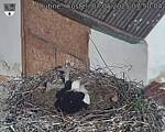 Capi_Dubne_20250507_075004.jpg