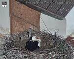Capi_Dubne_20250507_081003.jpg